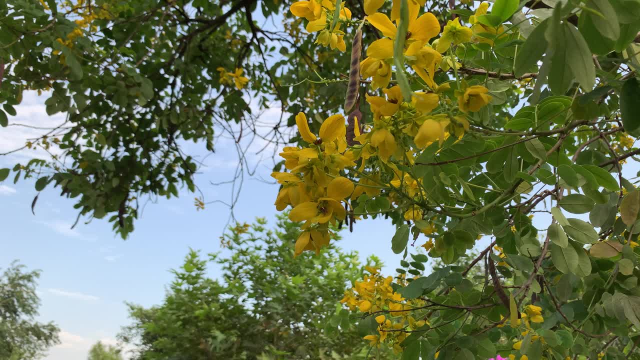 黄花在树上绽放，背景是蓝天，金花洒在美丽的蓝天，金花树和绿叶，决明子瘘花。视频素材