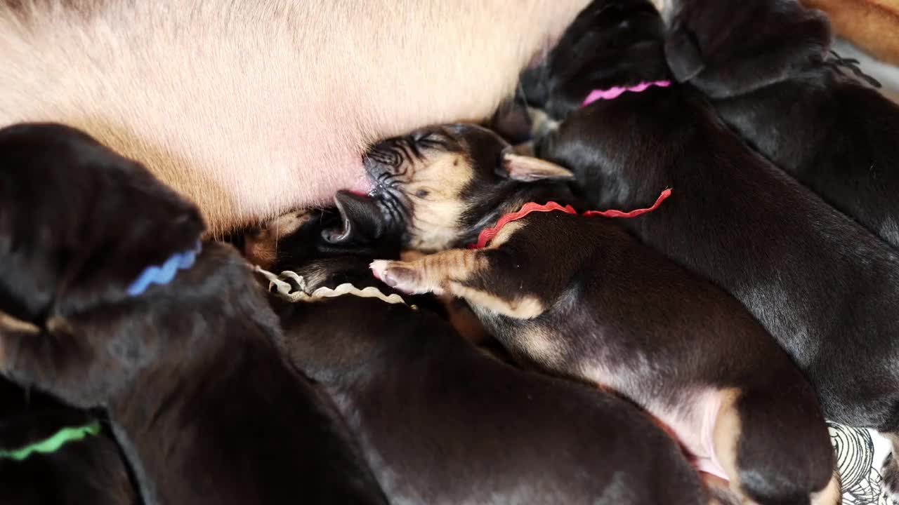 新生猎犬幼犬哺乳的特写视频素材