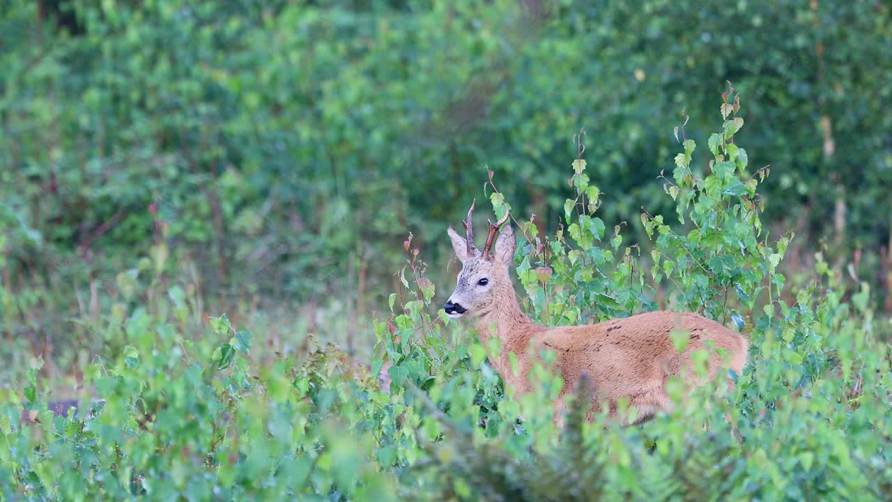 清晨，雄性欧洲狍子(capreolus capreolus)舔着自己的背，望着镜头视频下载