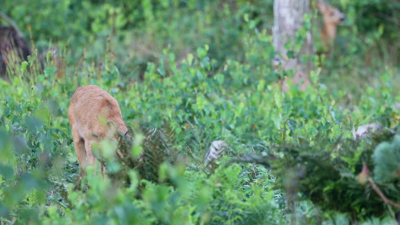 丹麦，清晨，鹿在森林里吃草，背景是一只小鹿视频下载