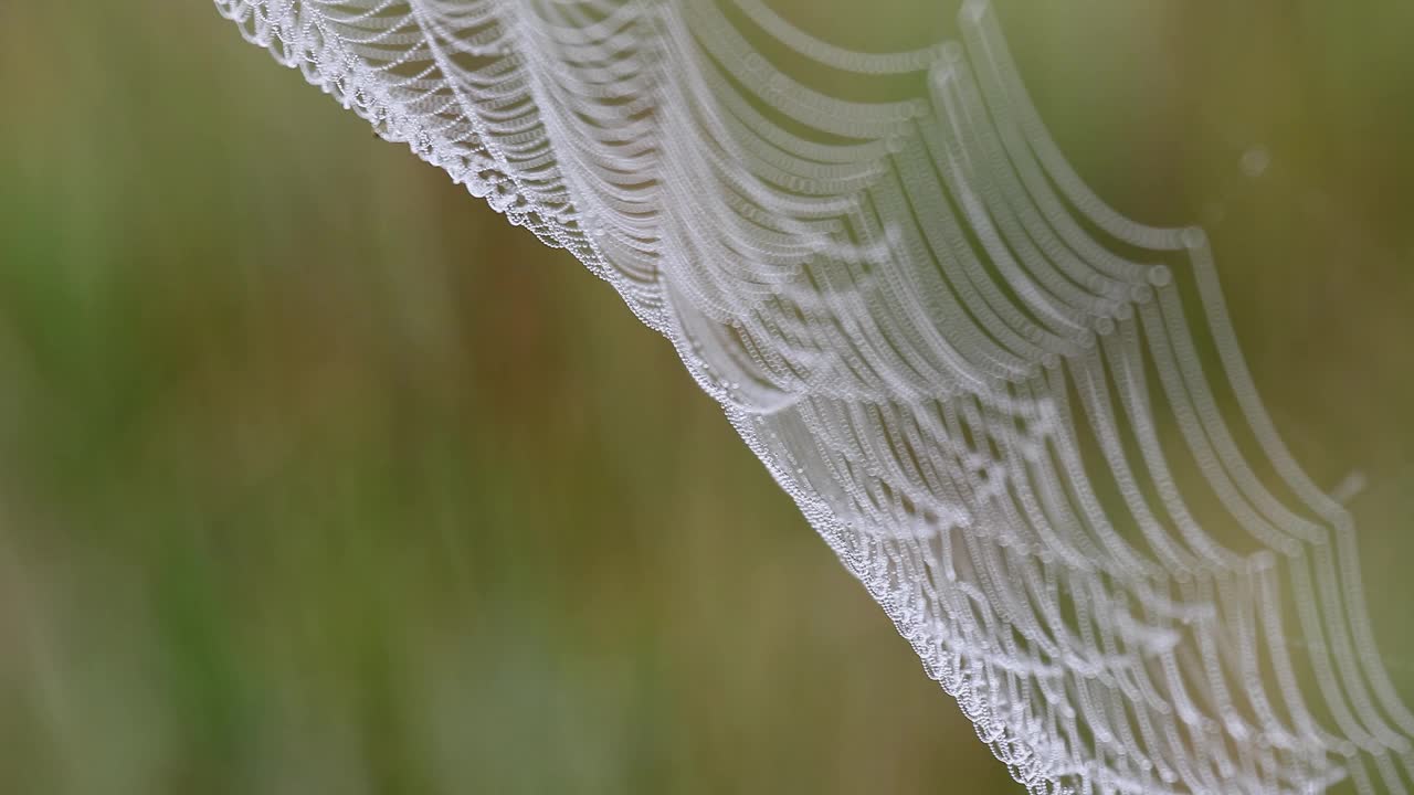 在绿色模糊的背景下，随风摇曳的蜘蛛网，焦点从中心向边缘移动视频下载