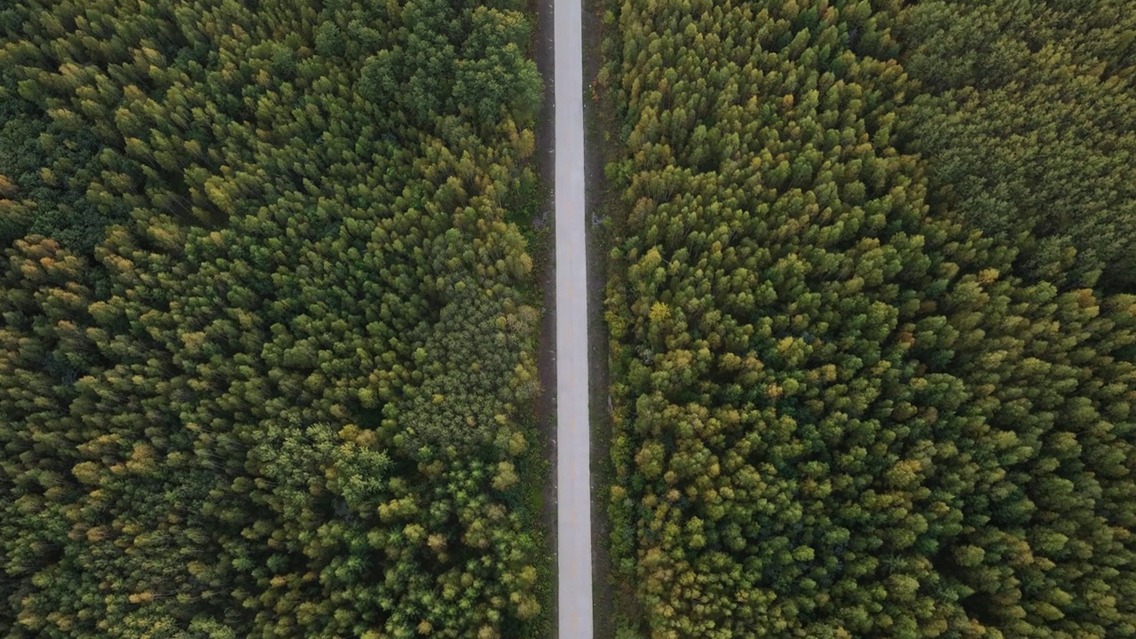 一条穿过秋林的路视频素材