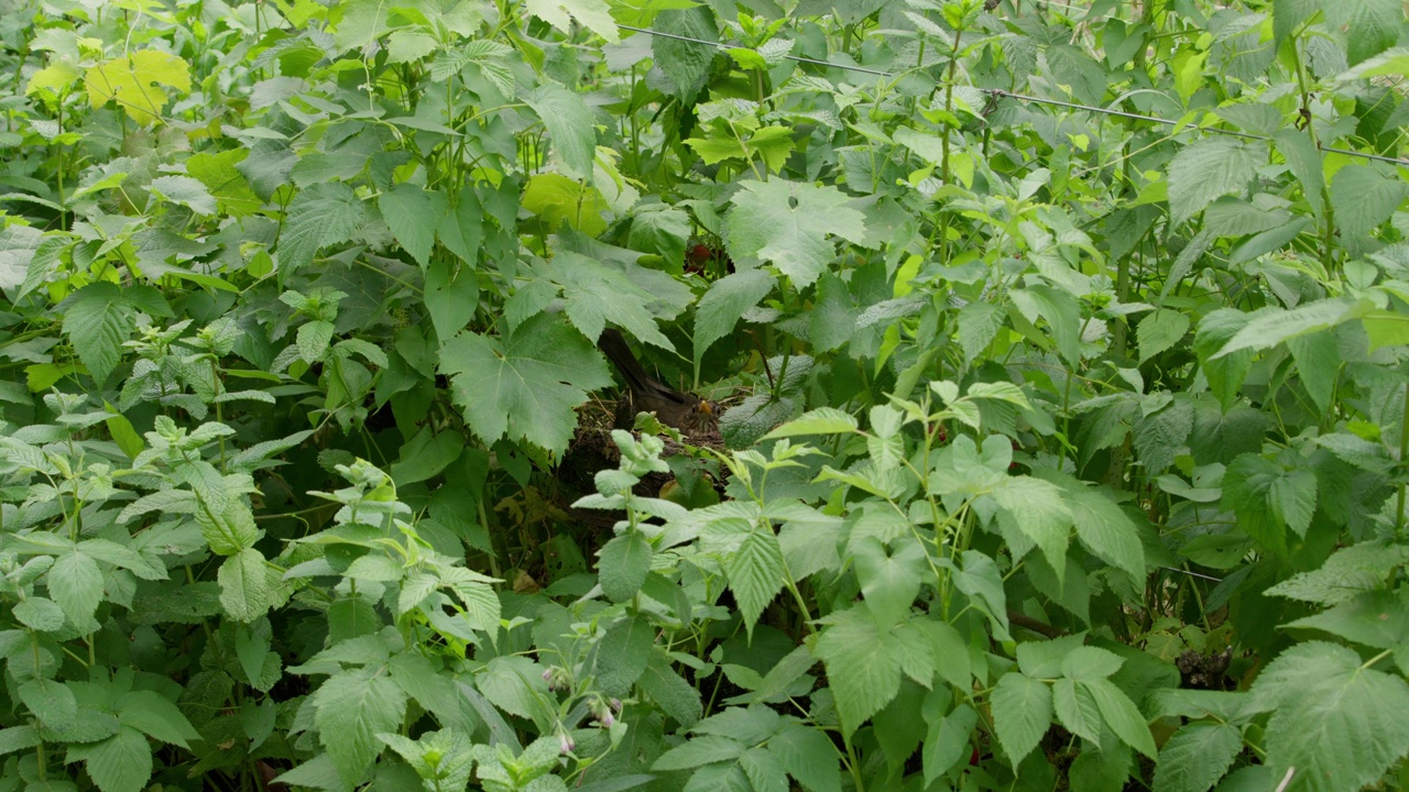 鸫(Turdus philomelos):在茂密灌木后面的鸟。静态的照片视频素材