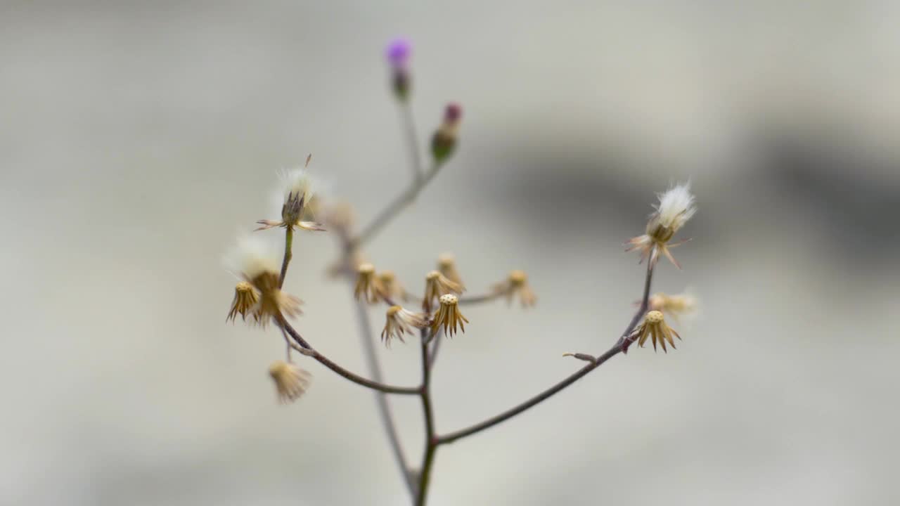 满天星视频素材