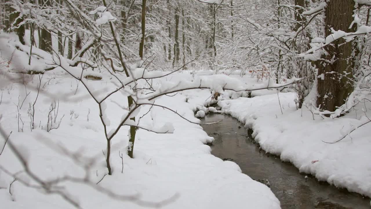 冬溪林间，雪景。视频素材