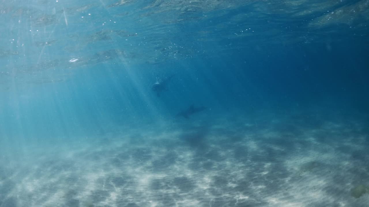 巴哈马群岛透明的海洋和海豚。瓶鼻海豚在水下玩耍视频素材