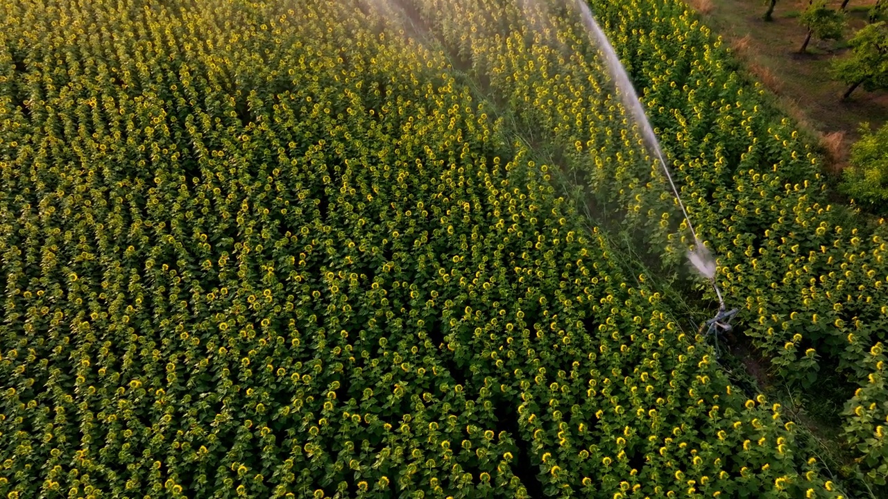 法国多尔多涅地区的大片向日葵盛开的农田，带有主动灌溉系统视频素材