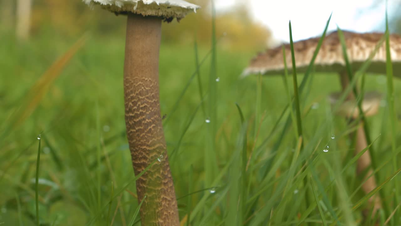 特写，DOF:美丽的伞菇生长在绿色的草地中间视频素材