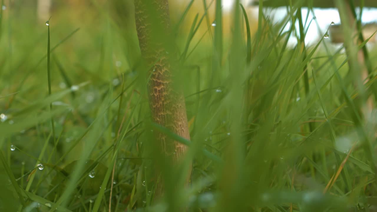 大伞菇从长满晨露的草丛中探出头来视频素材