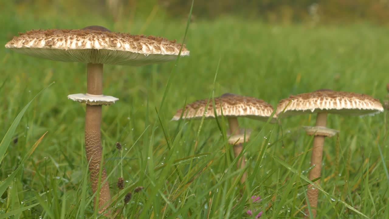 特写，DOF:秋雨过后，草地上生长着三片阳伞菇视频素材