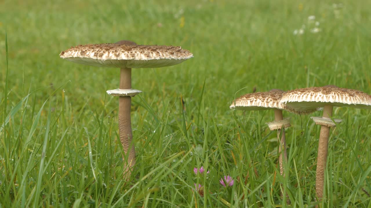 特写，DOF:绿色草地上美丽的秋日伞菇三重奏视频素材