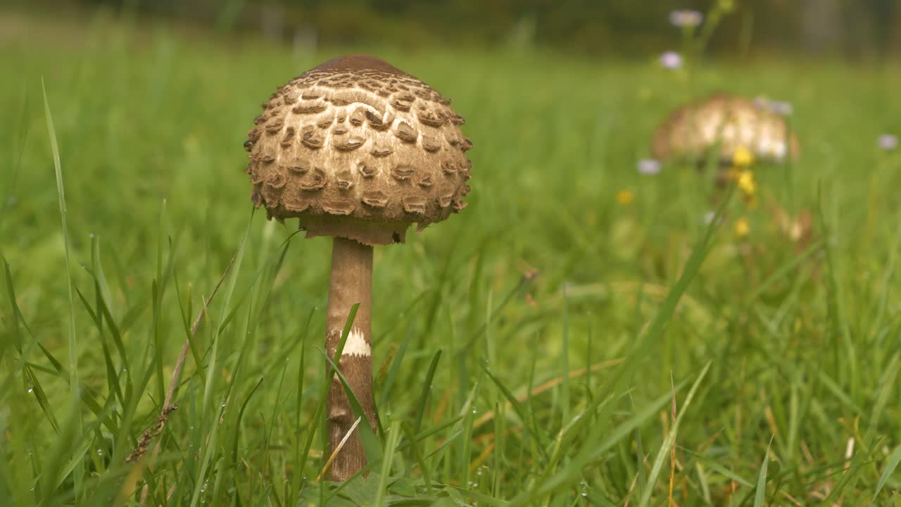 特写，DOF:从绿草中探出头来的年轻的巨长耳菌视频素材