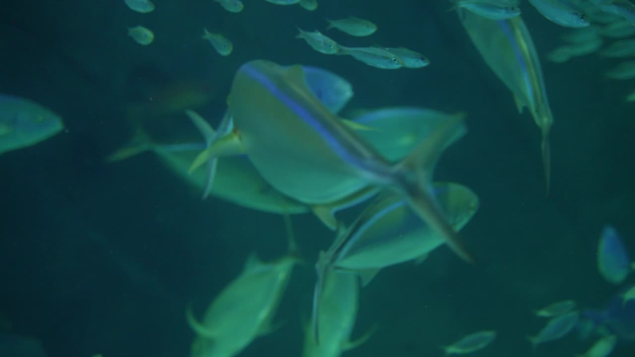 鱼，海洋，水族馆，海洋生物，海洋，慢动作视频素材