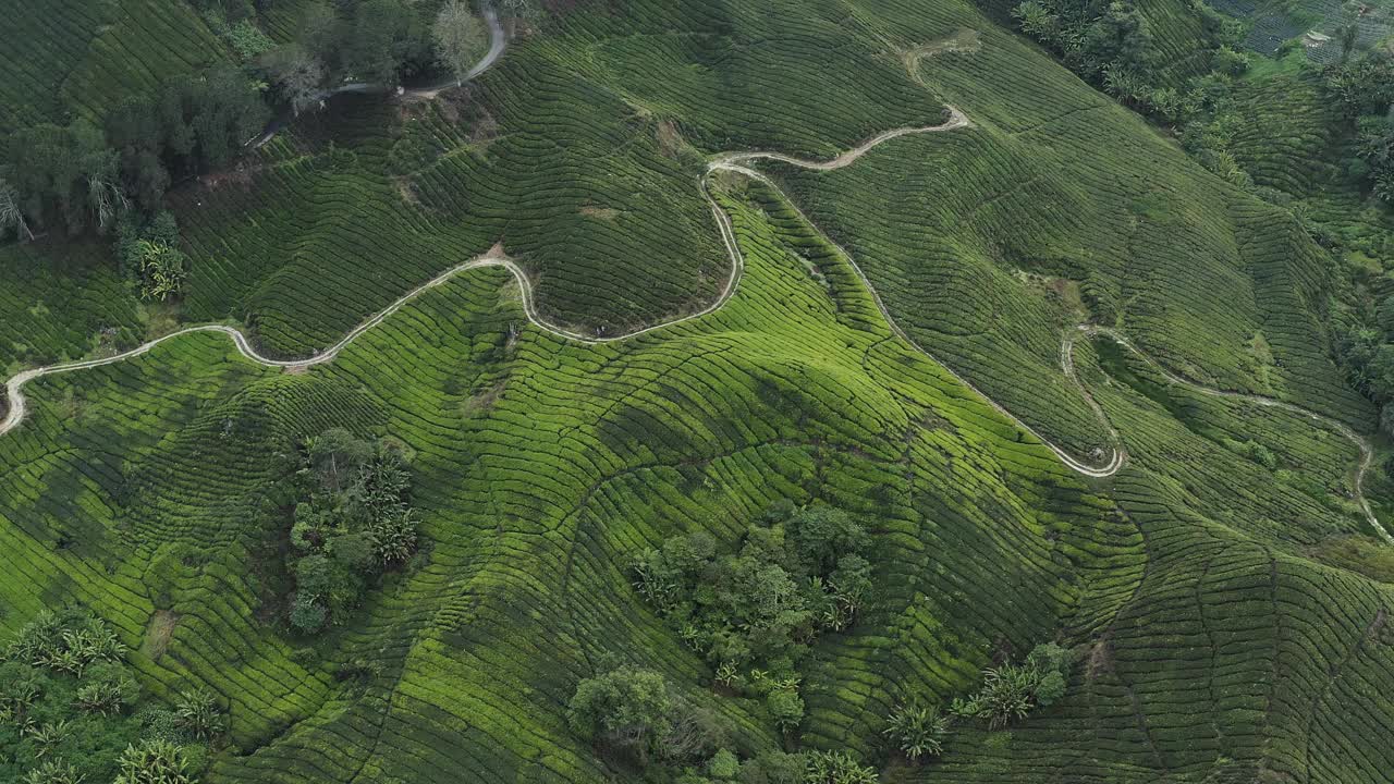 鸟瞰马来西亚金马仑高原的茶园和多风的道路视频下载