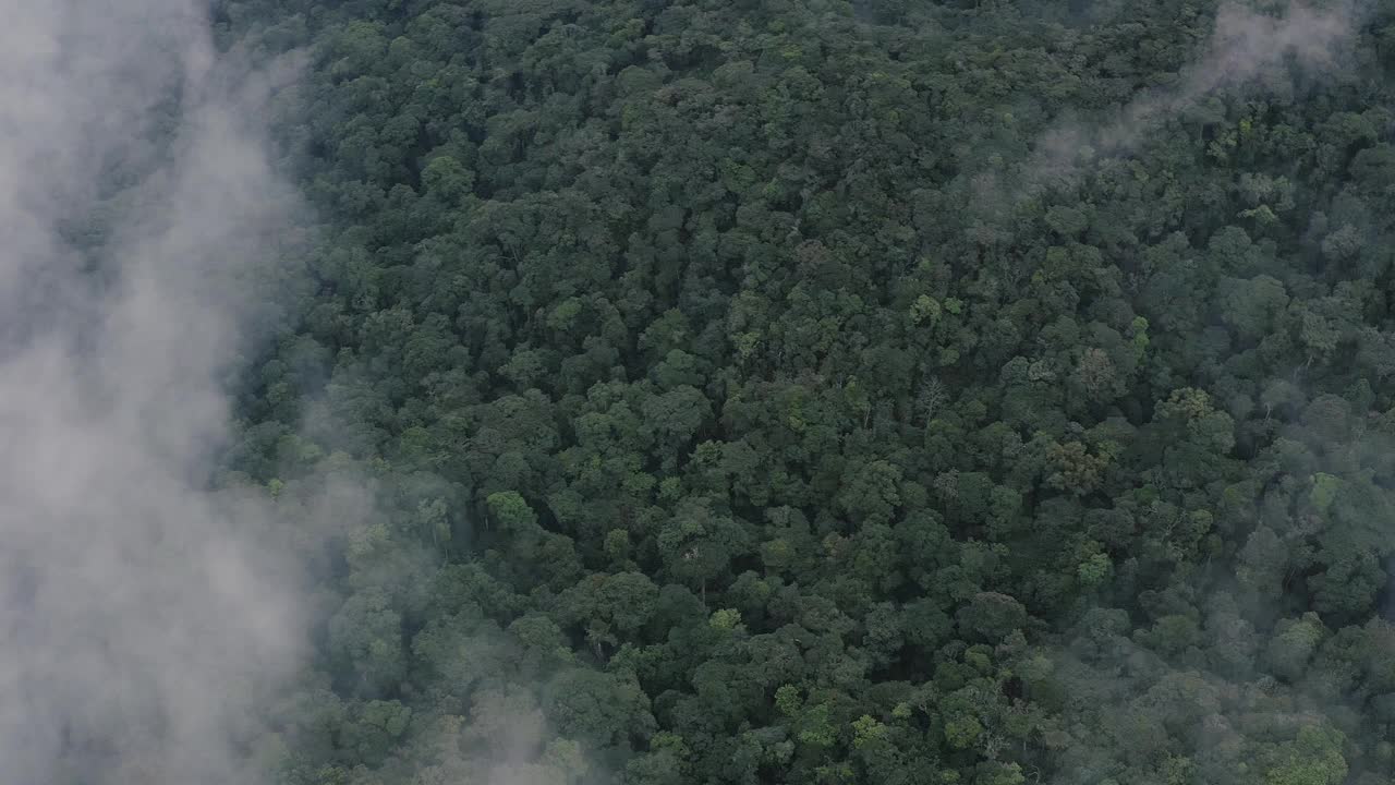 密密麻麻的热带雨林覆盖着薄雾，慢镜头鸟瞰，马来西亚视频素材