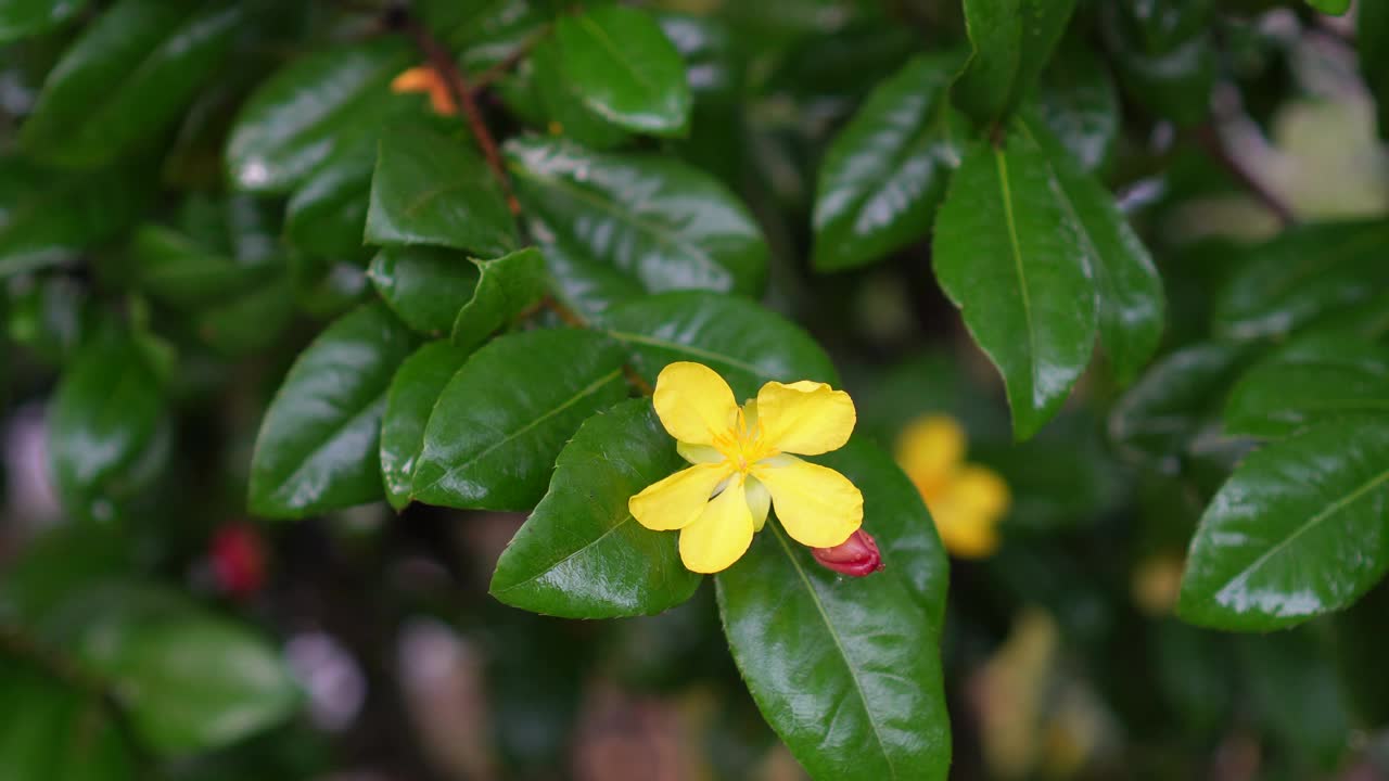 米老鼠黄色的花，学名Ochna kirkii olive。盛开的树在模糊的自然背景视频素材