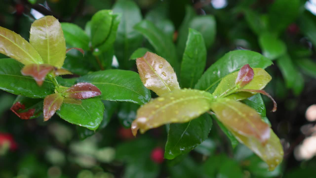 米老鼠黄色的花，学名Ochna kirkii olive。盛开的树在模糊的自然背景视频素材