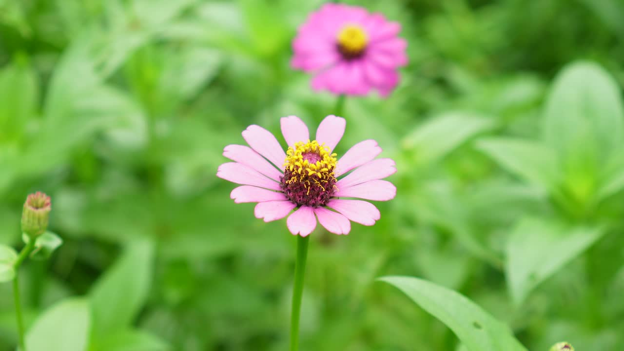 在自然背景模糊的花园里盛开着粉红色的百日菊视频素材