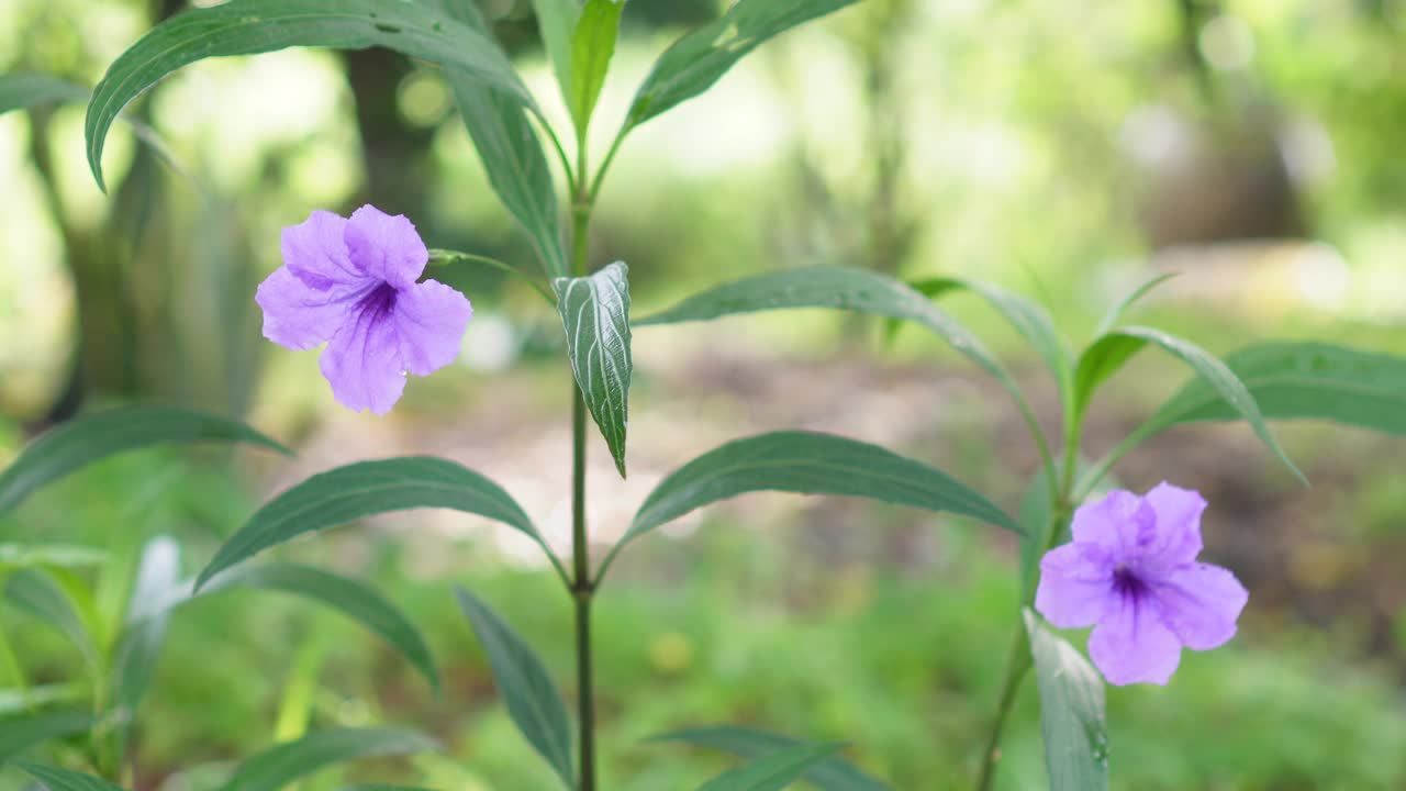 水仙花、水仙花、米尼根、铁根、小白根、爆豆荚、Cracker plant、traino、Toi ting ACANTHACEAE、Britton 's Wild、墨西哥风铃花、矮牵牛紫罗兰花，在自然背景下在花园里盛开视频素材