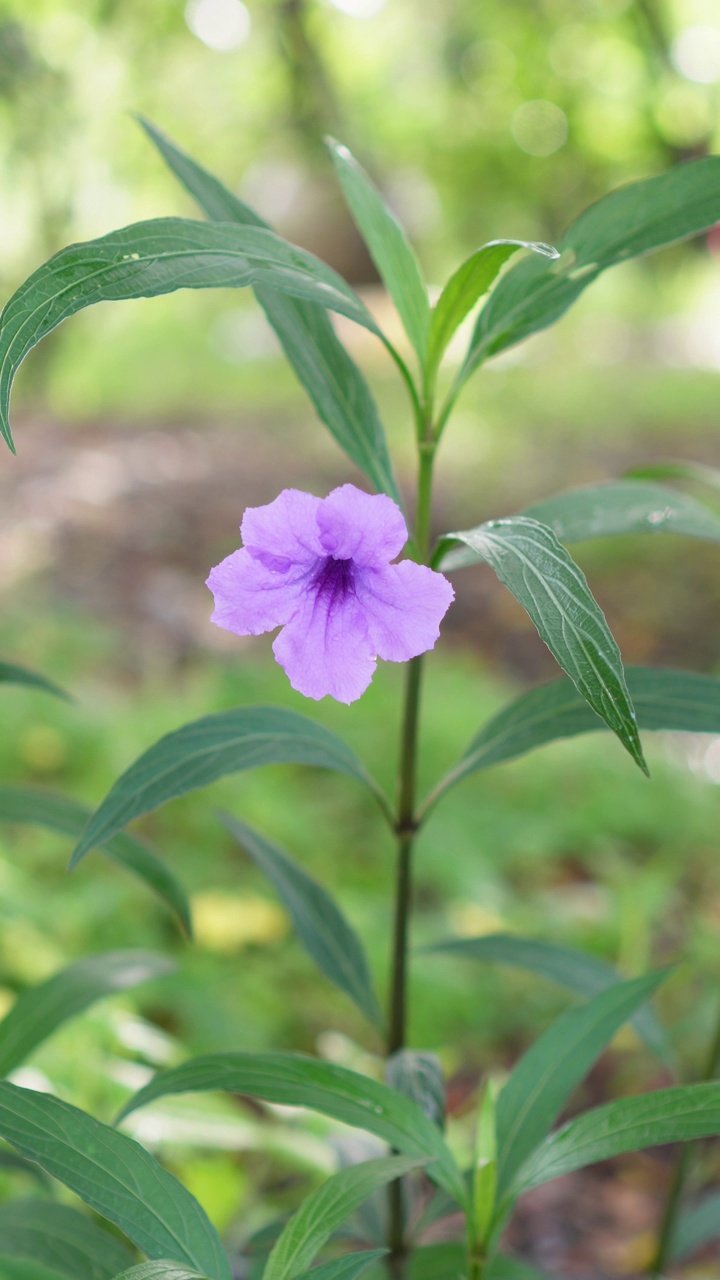 水仙花、水仙花、米尼根、铁根、小白根、爆豆荚、Cracker plant、traino、Toi ting ACANTHACEAE、Britton 's Wild、墨西哥风铃花、矮牵牛紫罗兰花，在自然背景下在花园里盛开视频素材