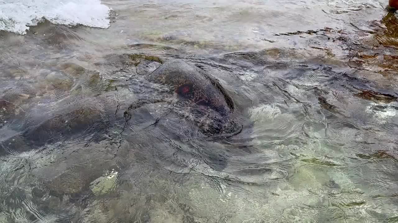 沙滩上的海龟视频素材