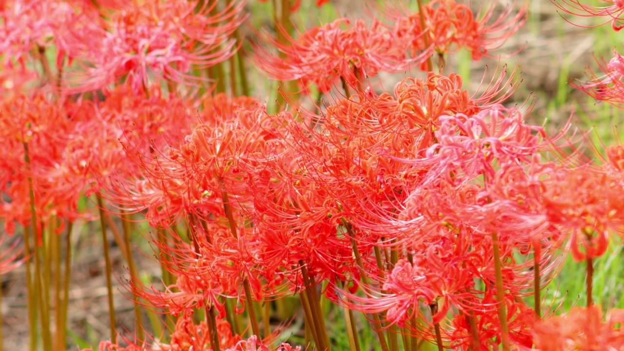 红蜘蛛百合花或丛花朱顶花在花园里，秋天或秋天的背景，Higanbana视频素材