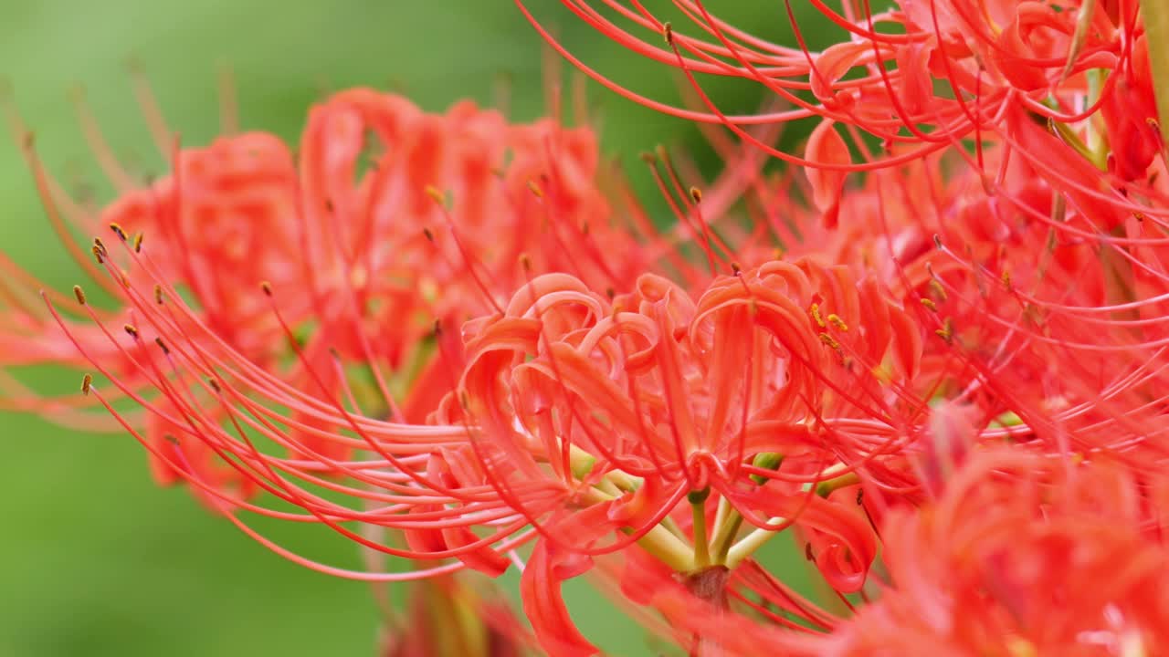 红蜘蛛百合花或丛花朱顶花在花园里，秋天或秋天的背景，Higanbana视频素材