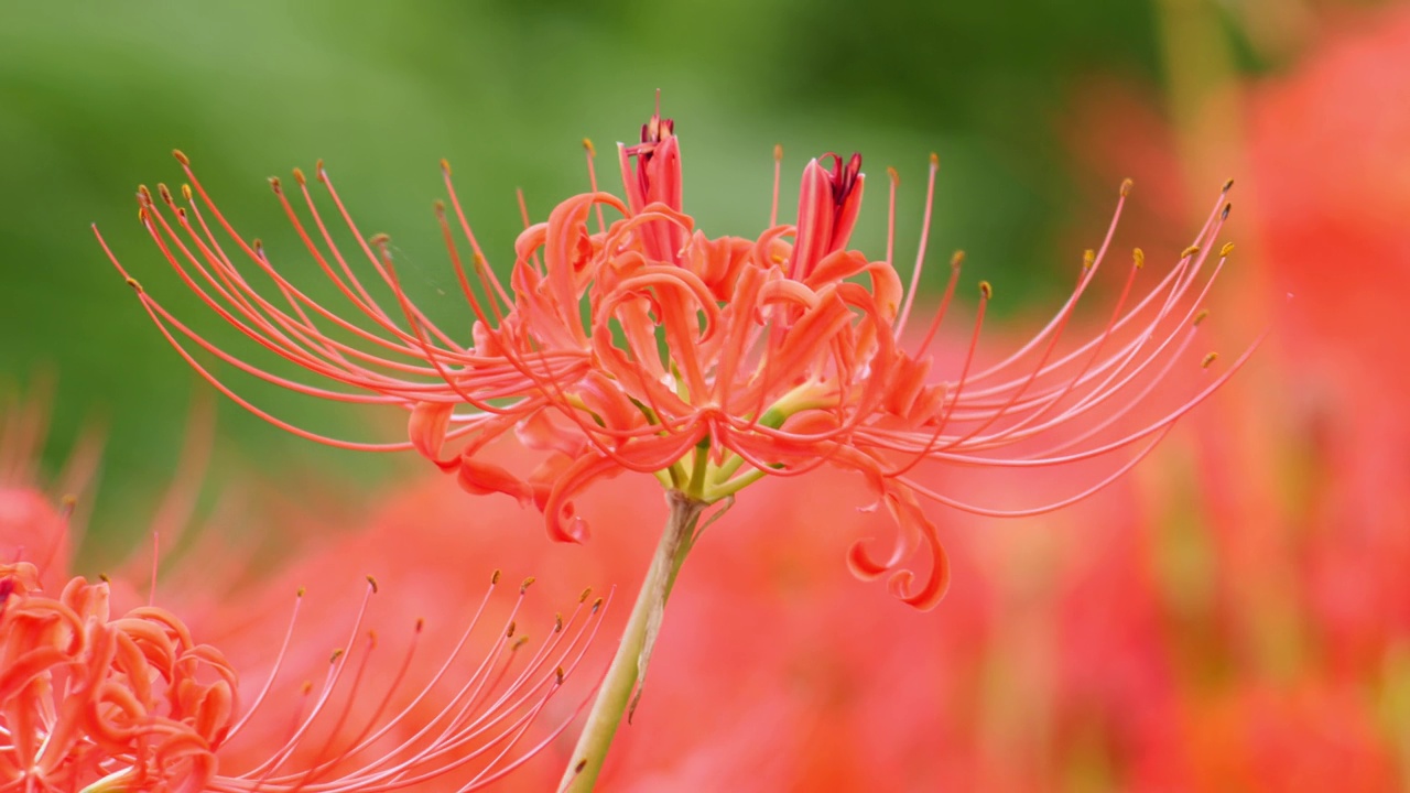 红蜘蛛百合花或丛花朱顶花在花园里，秋天或秋天的背景，Higanbana视频素材