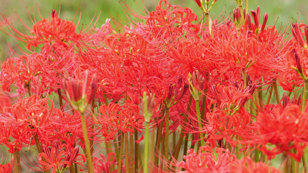 红蜘蛛百合花或丛花朱顶花在花园里，秋天或秋天的背景，Higanbana视频素材