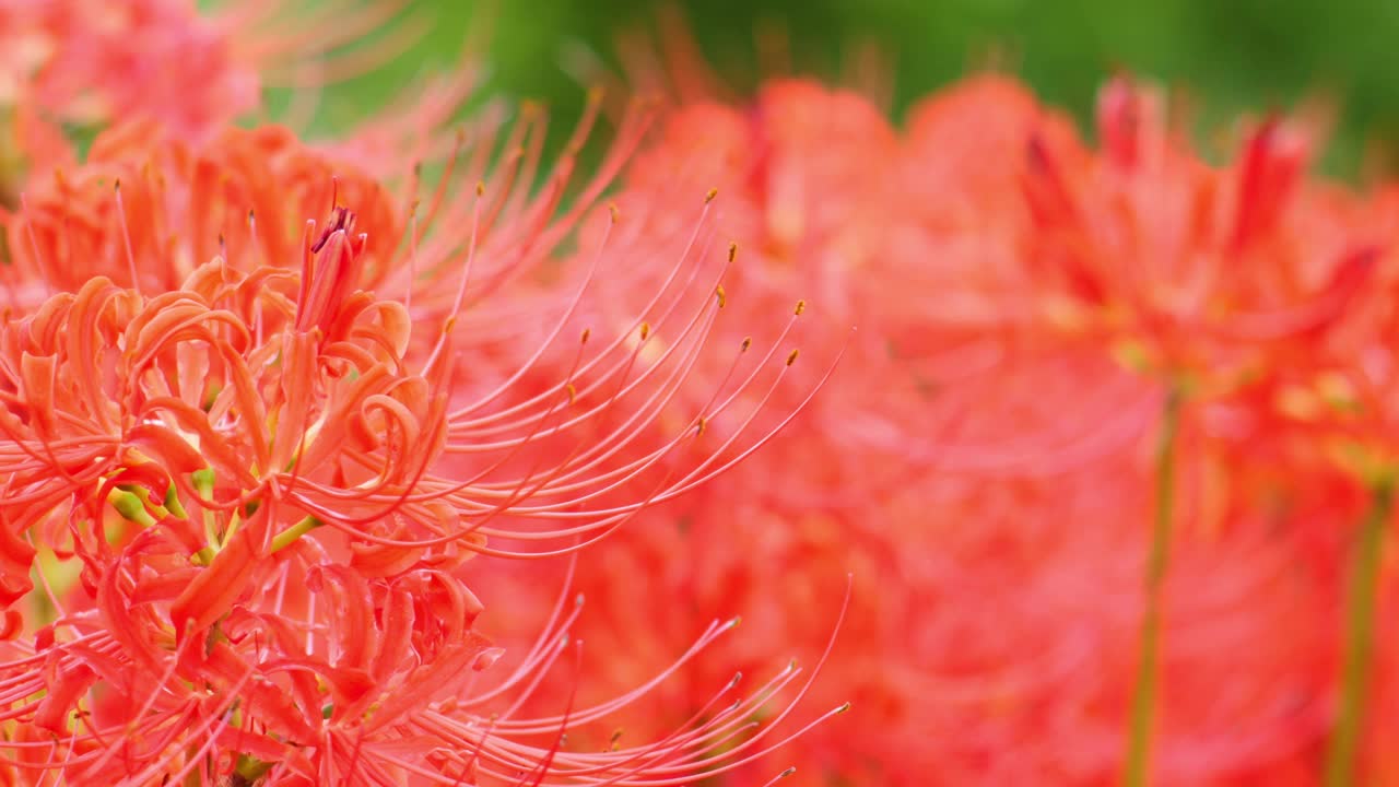 红蜘蛛百合花或丛花朱顶花在花园里，秋天或秋天的背景，Higanbana视频素材