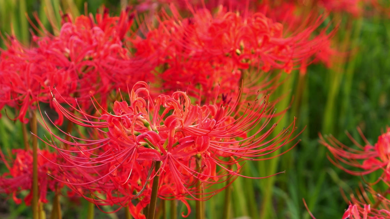 红蜘蛛百合花或丛花朱顶花在花园里，秋天或秋天的背景，Higanbana视频素材