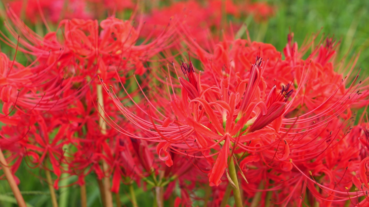 红蜘蛛百合花或丛花朱顶花在花园里，秋天或秋天的背景，Higanbana视频素材