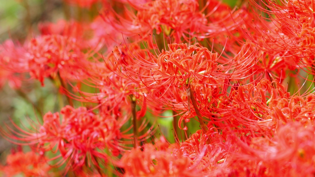 红蜘蛛百合花或丛花朱顶花在花园里，秋天或秋天的背景，Higanbana视频素材