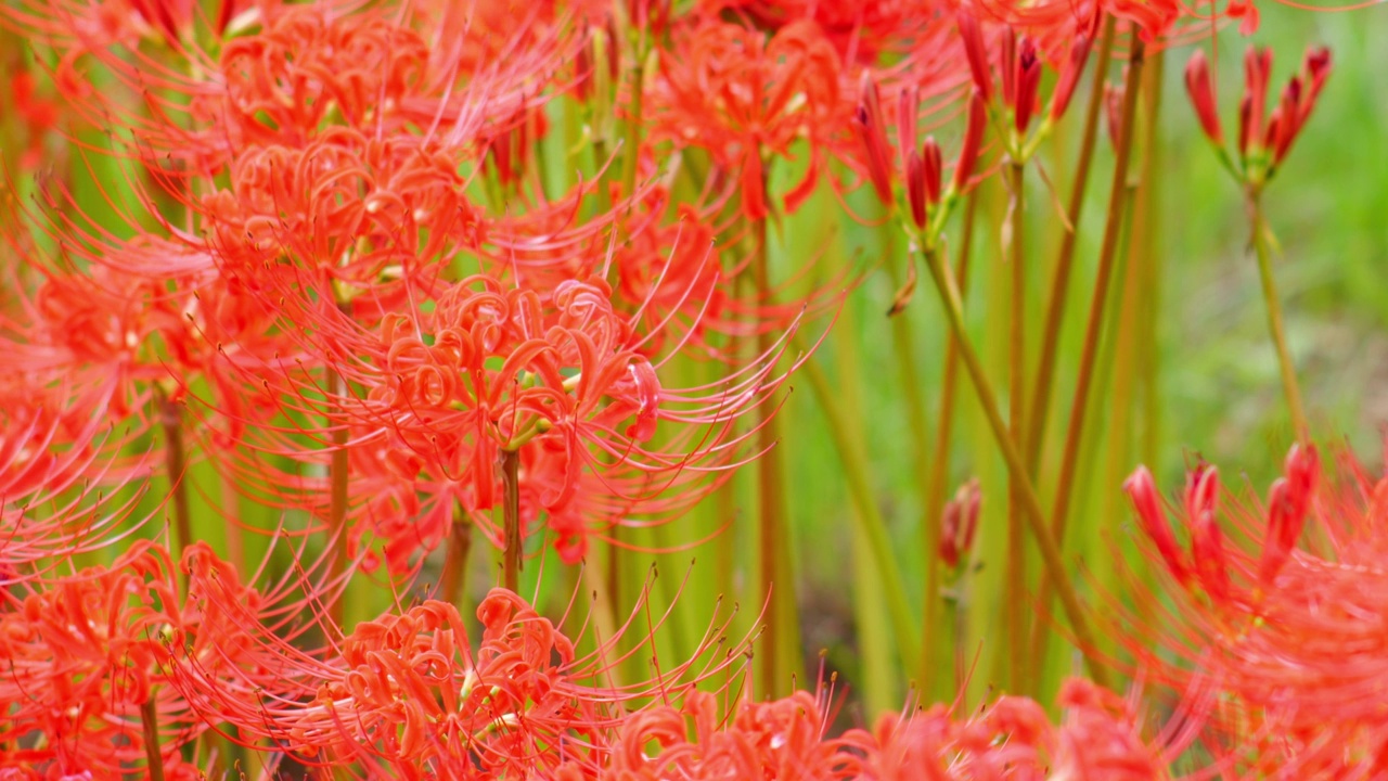 红蜘蛛百合花或丛花朱顶花在花园里，秋天或秋天的背景，Higanbana视频素材