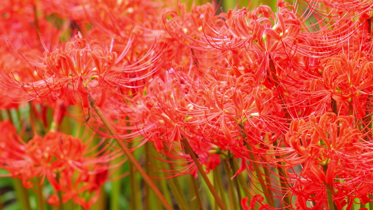 红蜘蛛百合花或丛花朱顶花在花园里，秋天或秋天的背景，Higanbana视频素材