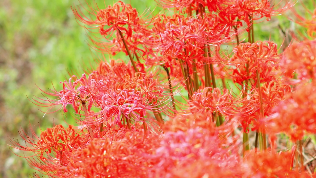 红蜘蛛百合花或丛花朱顶花在花园里，秋天或秋天的背景，Higanbana视频素材