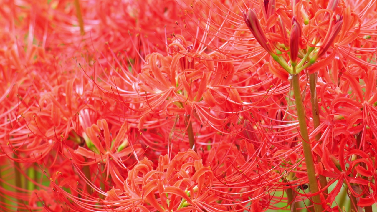 红蜘蛛百合花或丛花朱顶花在花园里，秋天或秋天的背景，Higanbana视频素材