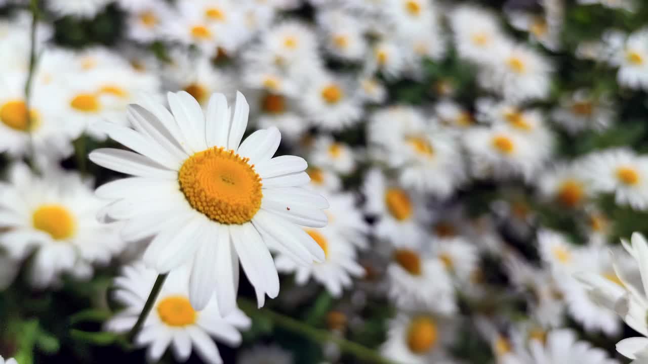 洋甘菊花田视频素材