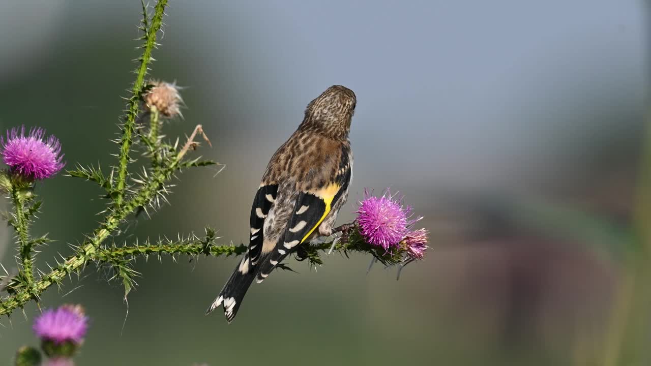 欧洲金翅雀Carduelis Carduelis，一种在植物上栖息的鸟。关闭了。慢动作视频素材