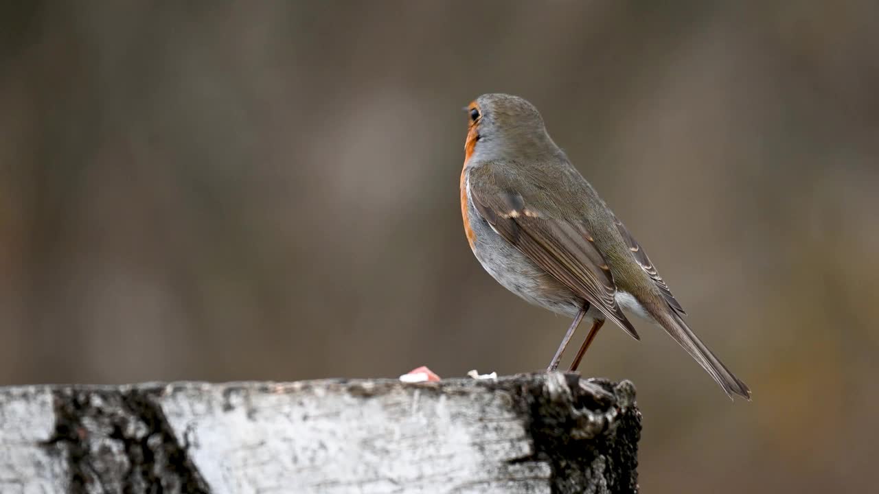 花园的鸟类。Robin Erithacus rubbecula。喂食器上的鸟视频素材