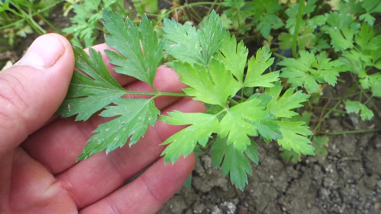 花园里的欧芹植物和手触摸欧芹植物的特写。视频素材