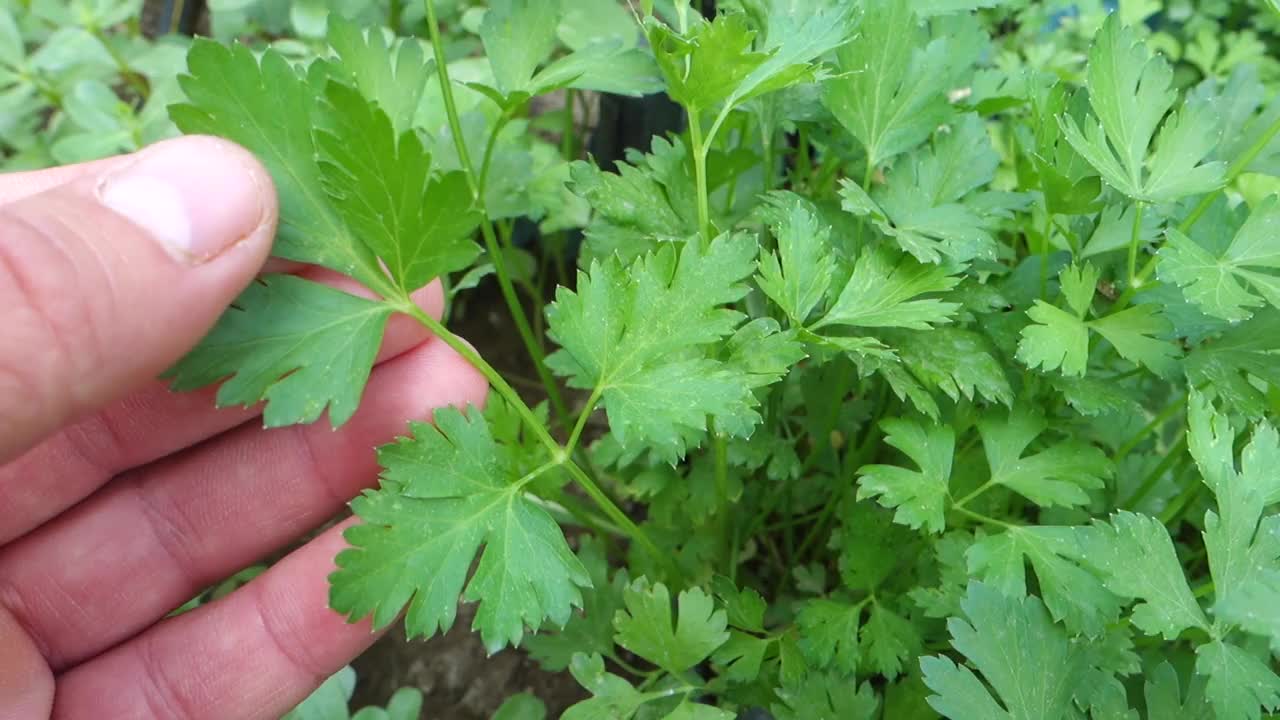 花园里的欧芹植物和手触摸欧芹植物的特写。视频素材