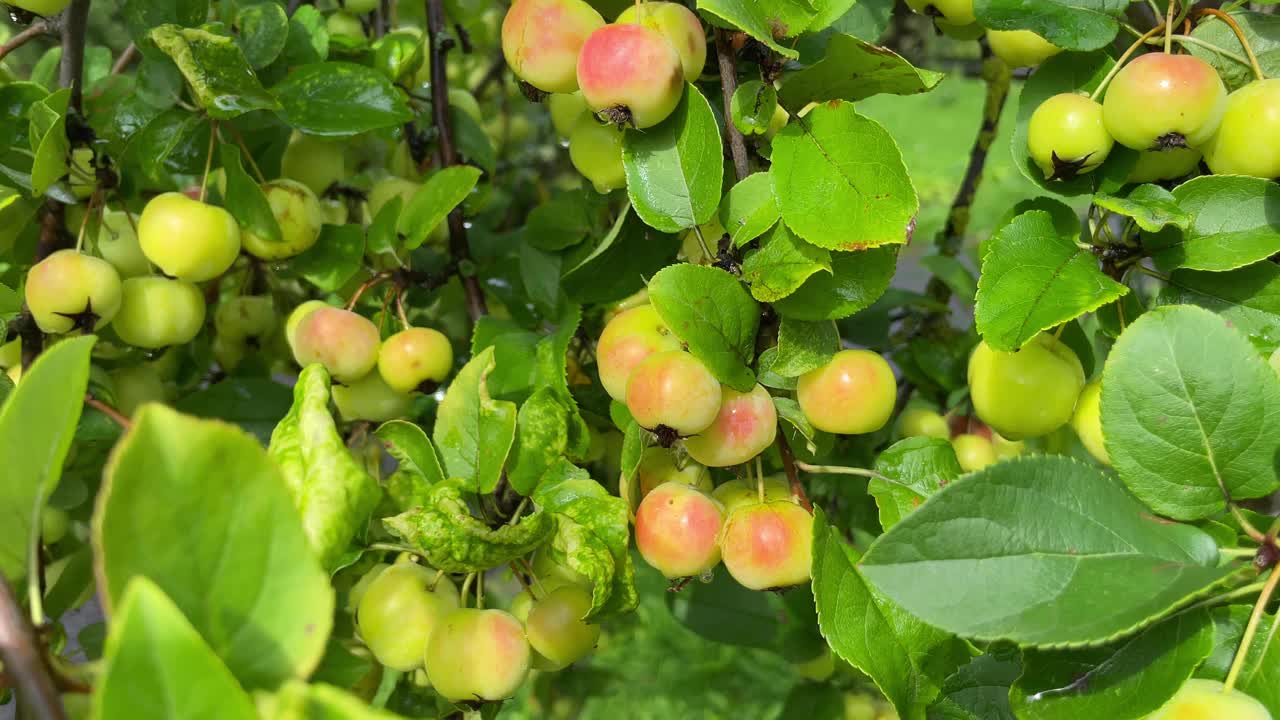 一个成熟的绿苹果和雨滴在夏天的苹果树枝上。视频素材