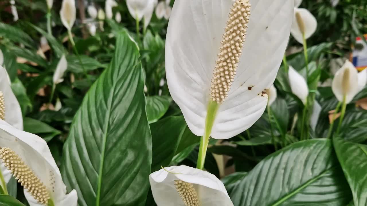 观赏植物鸡血花的美丽花朵。白色的花朵视频素材