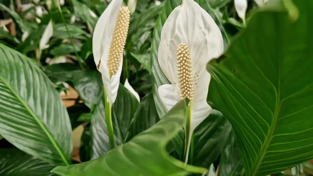 观赏植物鸡血花的美丽花朵视频素材