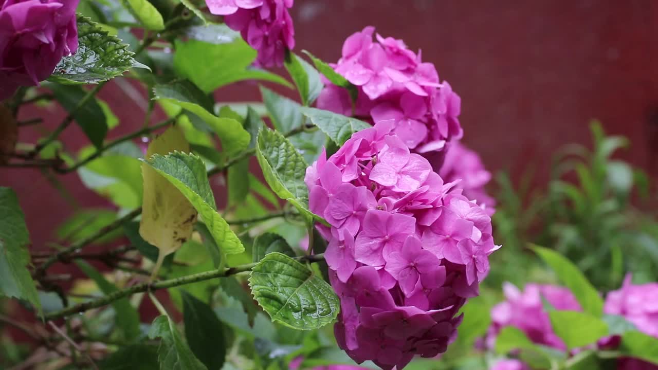 粉色绣球花特写视频素材