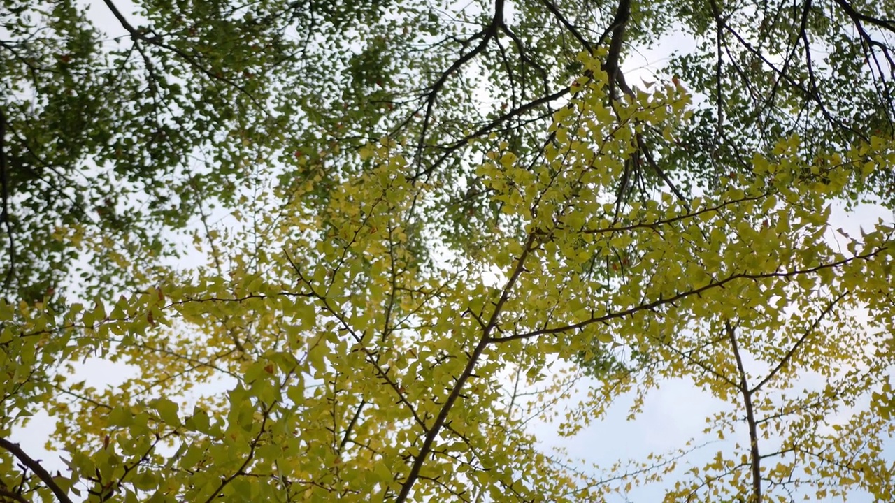 公园里金色的银杏树的叶子衬着清澈的蓝天，显出秋天的色彩。银杏树的叶子和树枝创造视频素材