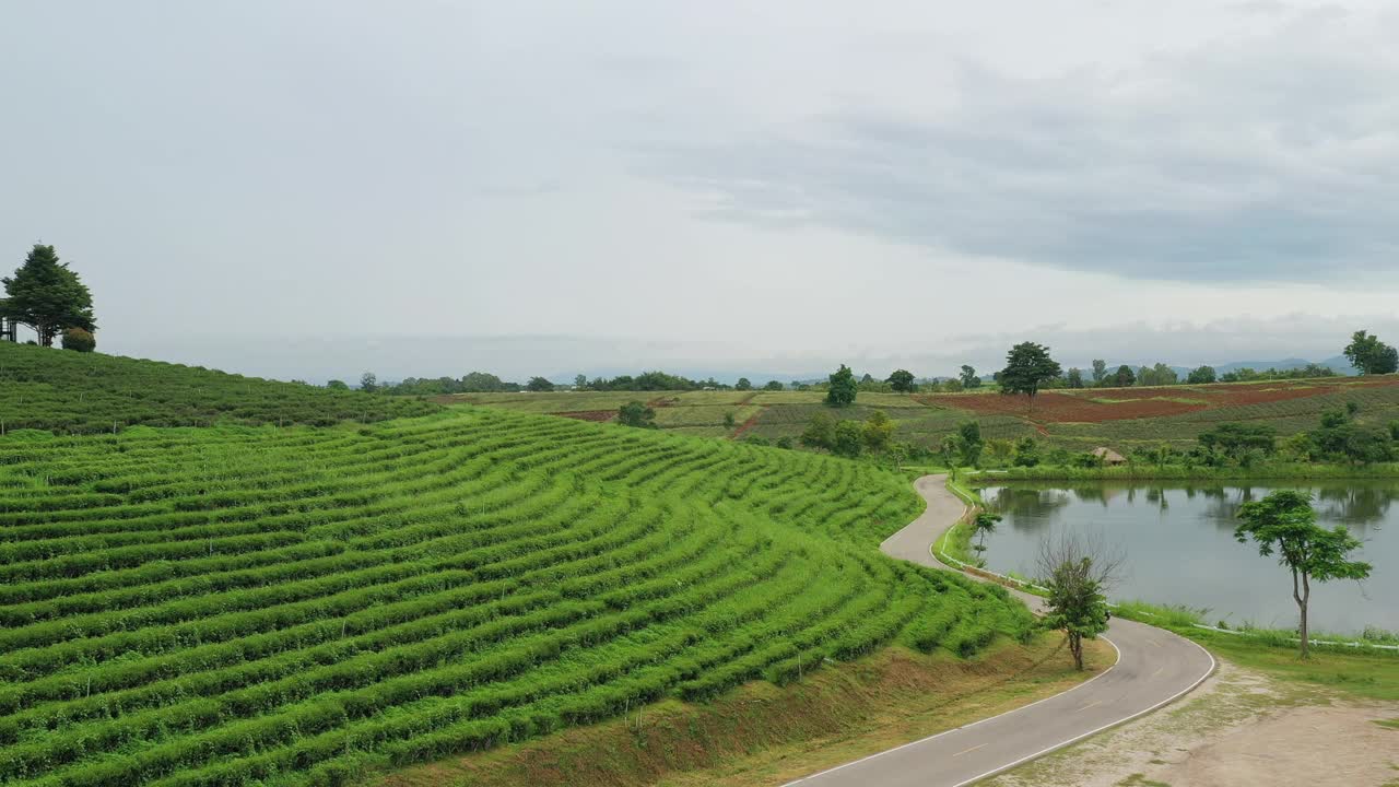 清莱的茶园视频下载