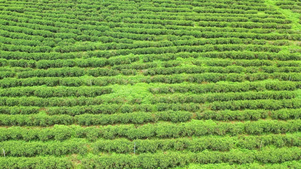 清莱茶园连绵起伏的丘陵令人着迷视频素材