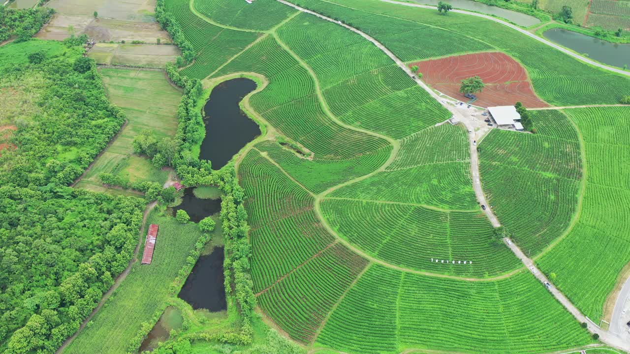 清莱，风景如画的茶园视频素材